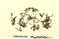 藏品(提燈苔屬)的圖片